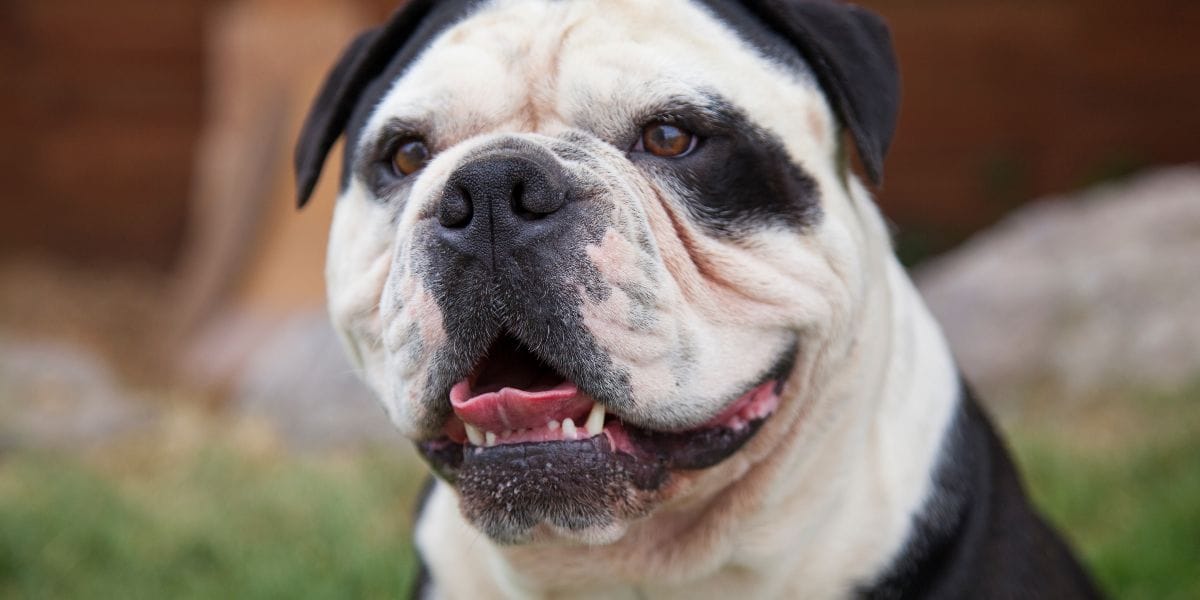 Olde English Bulldogge / Old English Bulldog / OEB Hund Listenhund oder nicht?